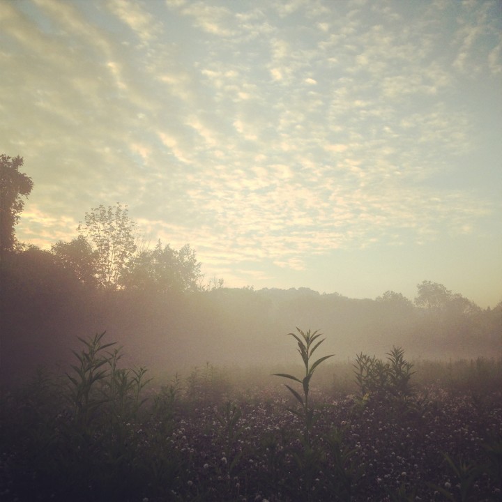 cvnp-morning-flower